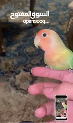  1 للبيع طير لاف بيرد أليف ومدرب