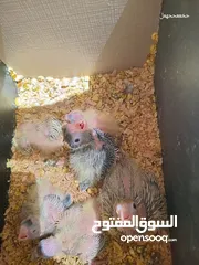  20 5 فراخ كوكتيل بحالة ممتازة يمكن بيعهم كامل ويمكن بالحبة للبيع