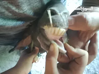  5 عنزتين للبيع او بدل على خرفان