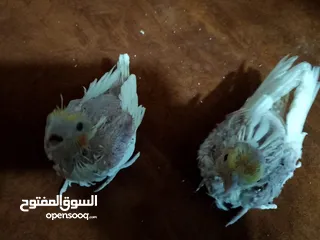  28 مجموعة طيور جواز كلها شغاله أن شاء الله