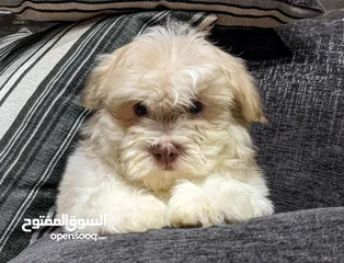  4 جراوي شيتزو - Shitzu puppies