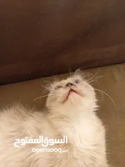  5 أنثى هيمالايا بصحة جيدة جدا للييع بسعري معري بلون عينين ازرق وفراء ناعم