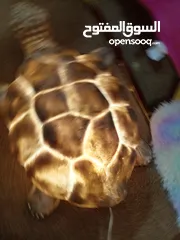  3 سلحفاة حدائق مضيئه للبيع