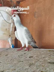  3 فحول وطواير للبيع