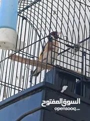  8 4فحول حسون