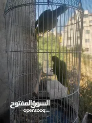  7 شيكو  ببغاء درة هندي يقلد صوت القطة  وسكر ا تصفر وتحاول الكلام مع قفص واكل التوصيل داخل نابلس بعشرين