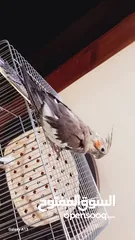  4 جوز حب هوجو روم لاتينو منتج للبيع او للبدل علا جوز كنار +انثايت ببغاء كوكتيل حبشي الاليفه للبيع
