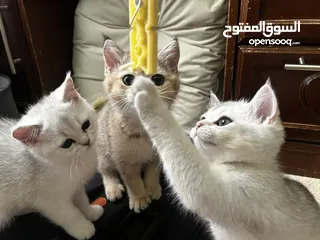  9 قطط سكوتش ستريت (بيور 100%) للبيع ، وبسعر رمزي جدا !!