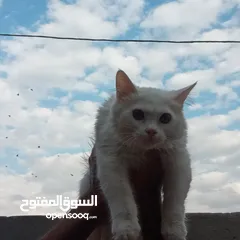  3 قط ذكر للتبني