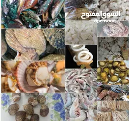  17 Lobeter Shrimp, squid, octopus, calamari, oysters, seashells, crab, fish