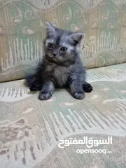  8 متاح كتن مكس سكوتش ستريت هيمالايا عمر ثلاث اشهر انثى بسعر رمزي 10 دنانير فقط