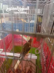  4 طيور كناري 4اناثي