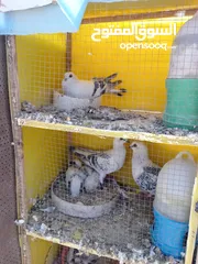  2 جواز حمام  حلوين وشغالين