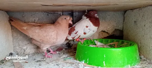  1 حمام للببع  كفاله شغل