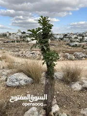  2 قطعة أرض للبيع في ديرقديس