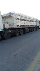  3 راس تريلا ڤواڤو
