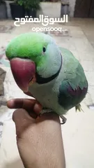  3 فحل كاسندرا طوق كامل أليف 100%