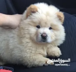  1 chiot chow chow age 55 jeur vaccine