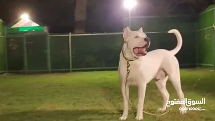  3 Dogo Argentino