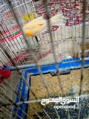  6 كنارات وكوكتيل