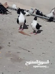  3 جوز سيكيات