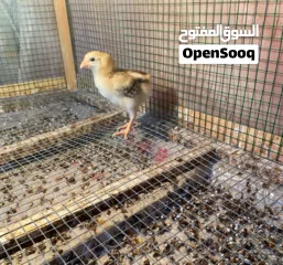  1 للبيع فروخ فرنسي عسلي و ايام سيماني