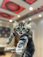  6 قطط هملايا بريتش