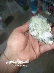  2 افراح كوكتيل زق يدوي
