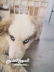 1 تم بيع الكلب.. يتوفر قط شيرازي بيور ذكر لعمر 4شهور