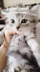  6 قطط للبيع ما شاء الله