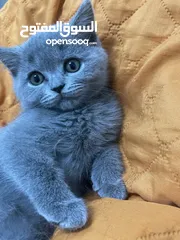  2 قطة سكوتش فولد