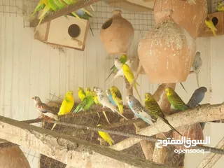  13 للبيع طيور بادجي بالوان جميلة وحجم كبير محلية ومنتج البيع بالجملة الموقع نزوى