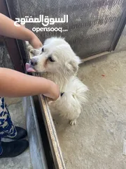  5 كلب لطيف للبيع بسعر ممتاز
