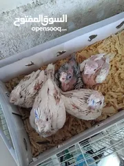  1 فراخ كوكتيل زق يدوي سحم الكفارات