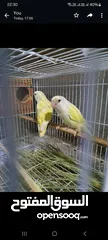  1 Love birds