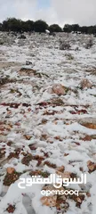  1 خروف أضحية