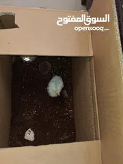  3 فرخ ربداوي زرقاوي