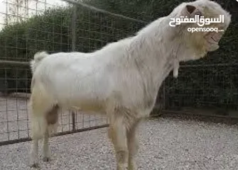 1 لحام متنقل