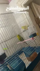  2 جوز حب نخب حبات طويله شغال