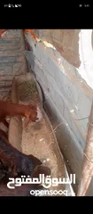  3 معز كفاله الكفاله من سن شكل قطعه لون وسر معز دار