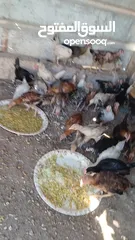  10 45 حبه بلديات فراخ ترقيد مش فقاسة وعلفهن شعير ونخاله حبات مقنوي صحه ونضافه صلاة النبي