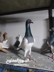  19 جواز يهودي نخب شغالات جاهزات للبيض مع فراخهن كوم كاما ماخذ جميع المطاعيم ومعقمات من الحشرات