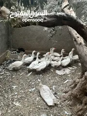  1 إوز ابيض للبيع
