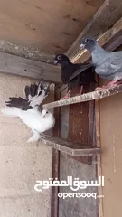  3 حمام بالوصف