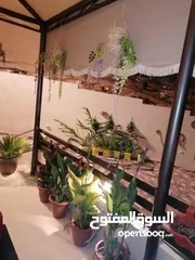  5 للبيع مزرعة أحلامك - مزرعة 3 دونم + فيلا ريفية 220م