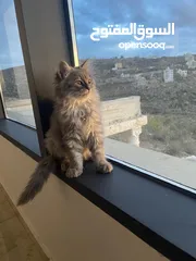  1 قطط شيرازي للبيع