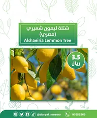  9 شتلات وأشجار الليمون لیموں من مشتل الأرياف  أسعار منافسة  الأفضل في السوق