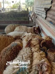  1 غنم خاروف بلدي