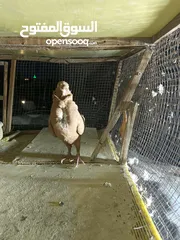  1 حمام مشكل بسعر حرق