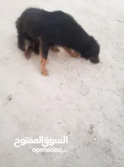  2 جراو جيرمن عمر 3 اسابيع  للبيع